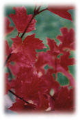 Cranberry