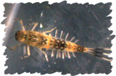 PMmayfly1