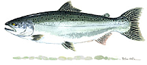 kingsalmon