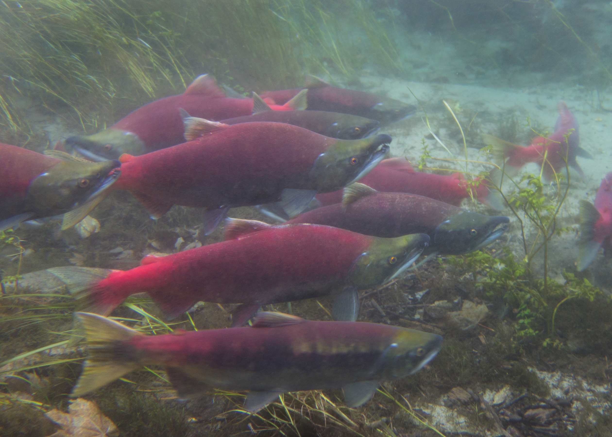 Baker River Sockeye A Success Story Skagit Fisheries Enhancement Group