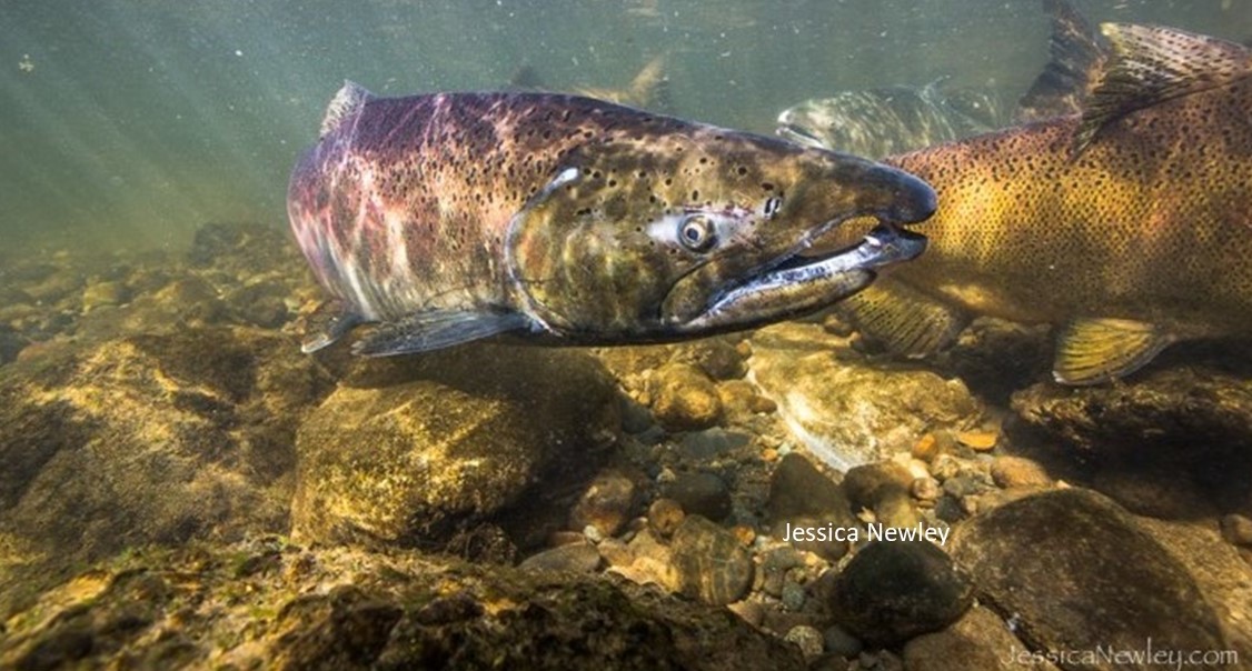 Salmon Sightings Friday Creek - Skagit Fisheries Enhancement Group