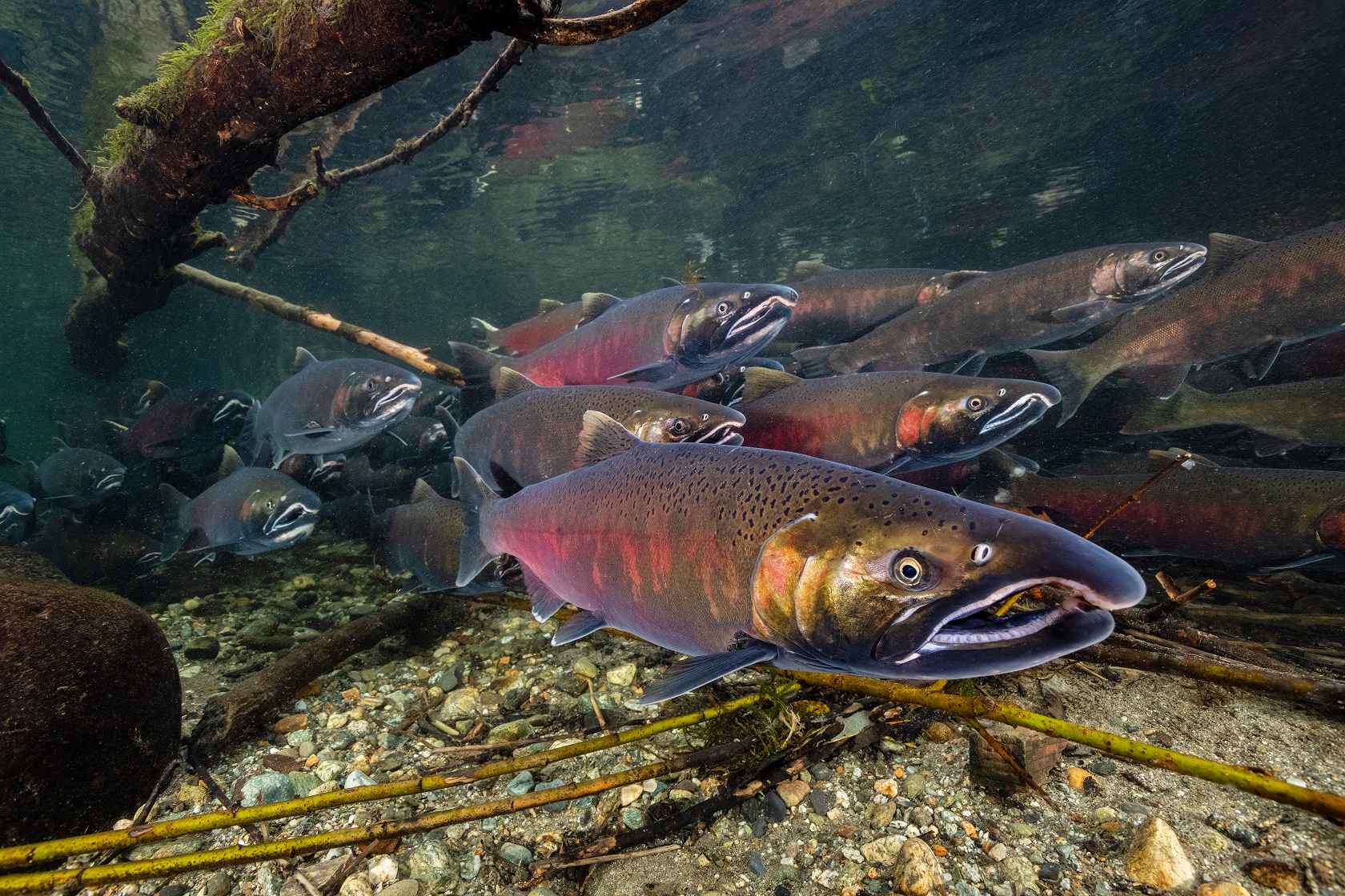 CANCELED Salmon Sightings Pressentin Park - Skagit Fisheries ...